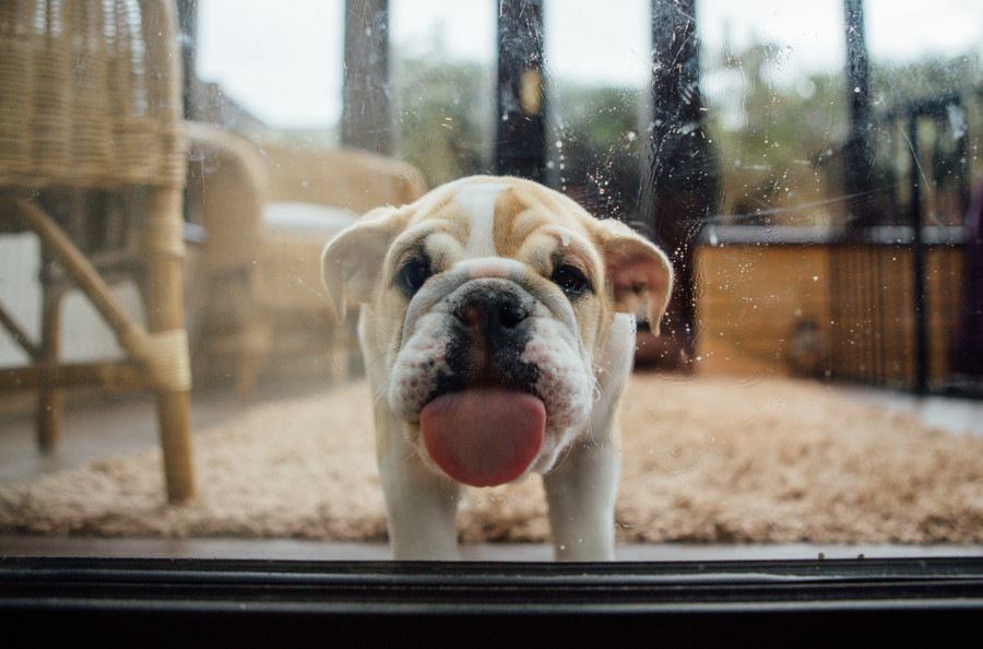 犬が窓ガラスを舐める理由と対策
