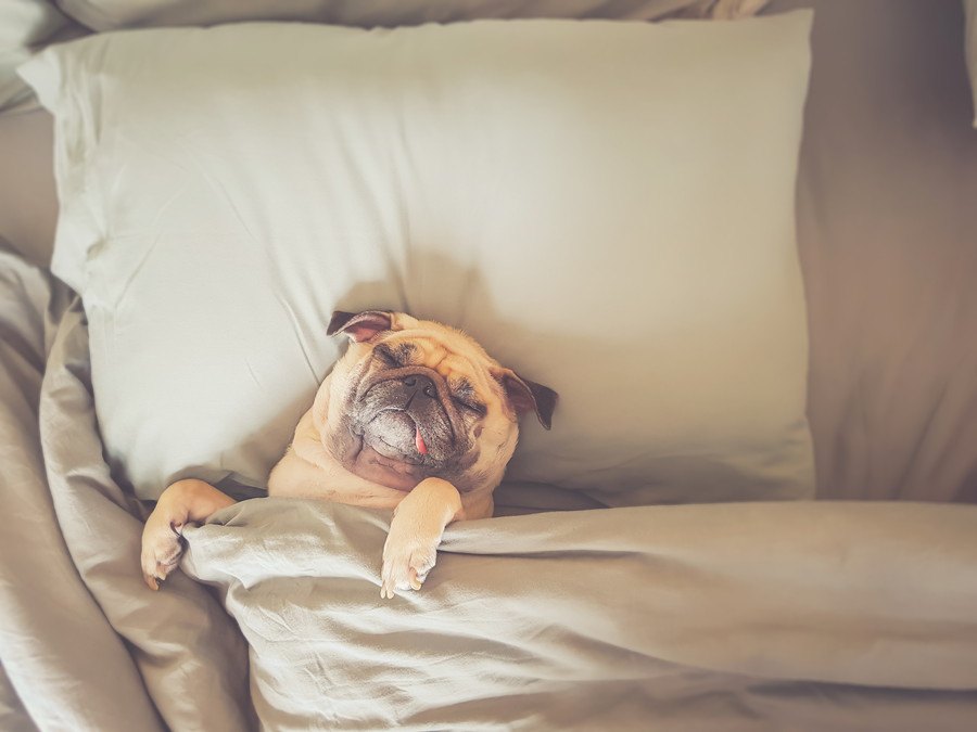 犬がベッドを使わずに寝る理由７選！どうやったらベッドを使ってくれるの？