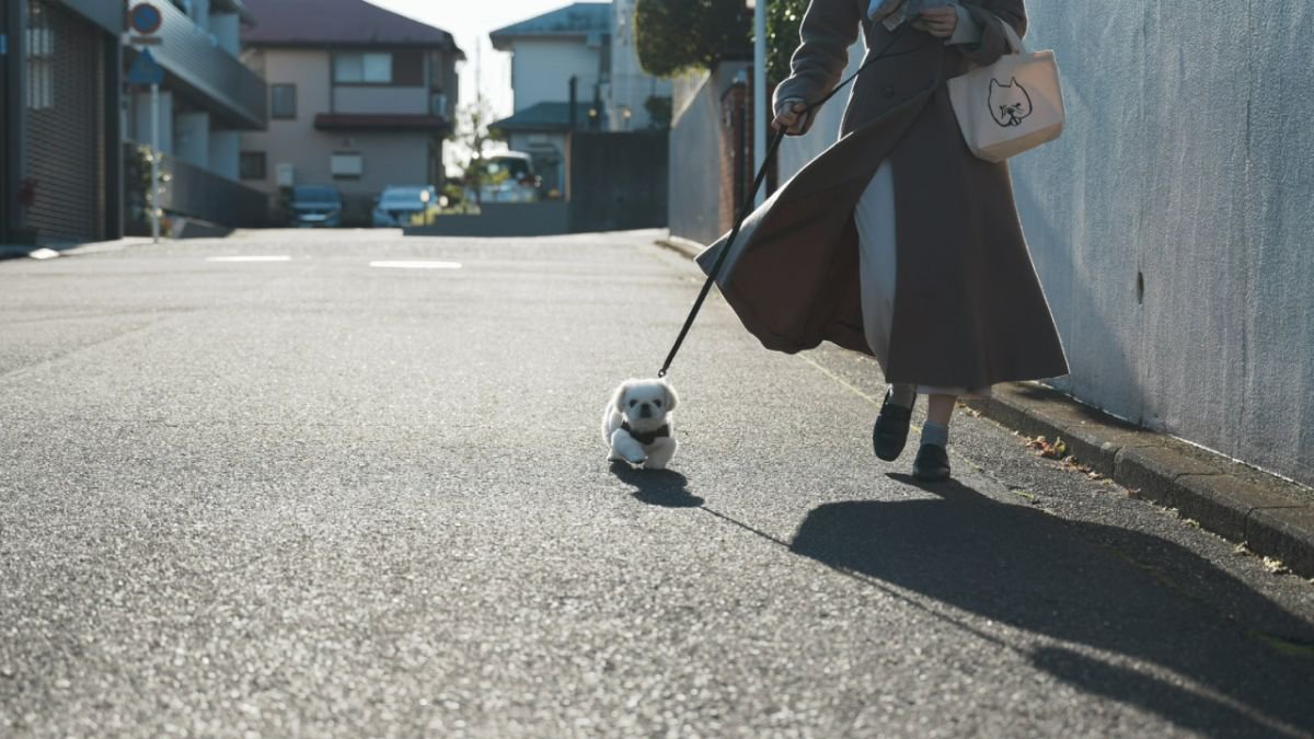 子犬を初めての散歩に連れて行った結果→『想像よりも小さすぎる姿』に10万いいねを集める