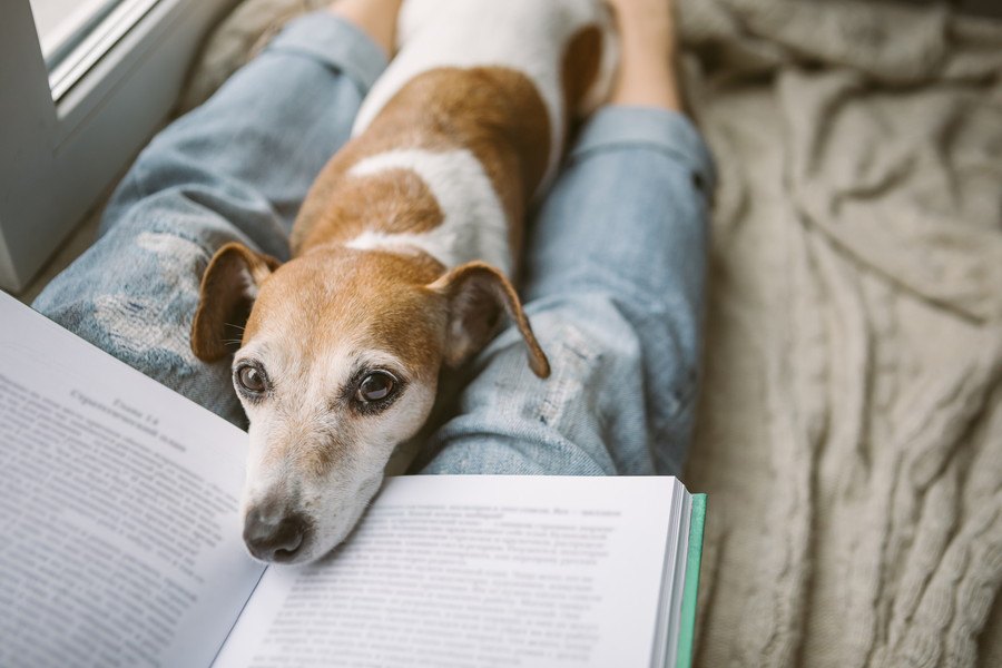 犬に本を読み聞かせたい！愛犬を『読書介助犬』に育てる7つのステップ