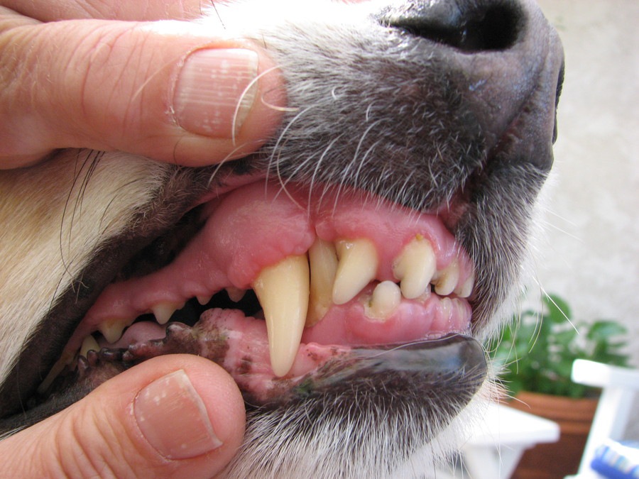 犬の歯茎が白い！色から分かる病気のサイン