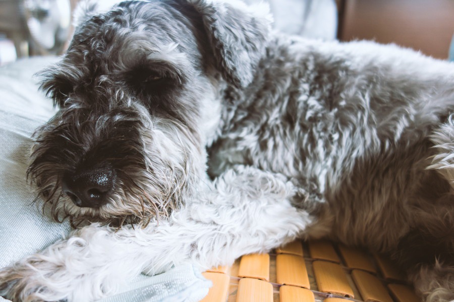 犬がキシリトールを食べたときの症状と対処法