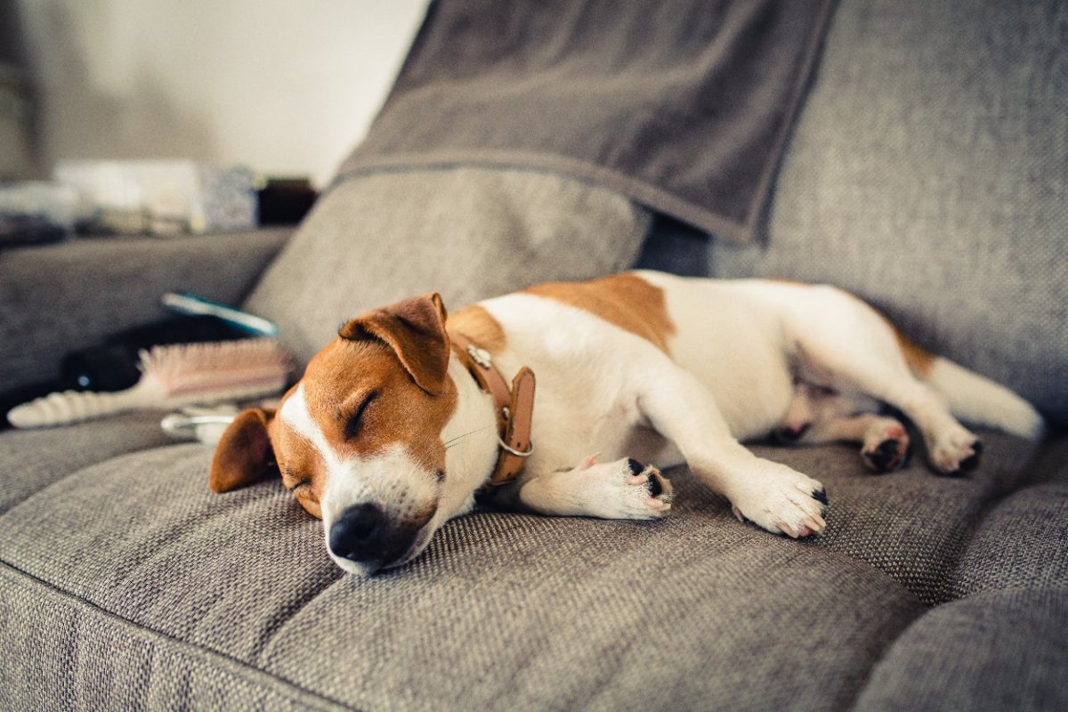 愛犬が1日中寝てるけど…大丈夫？平均睡眠時間と病気になっている場合のサインとは？