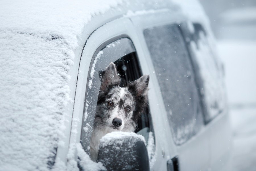 冬は犬を車にお留守番させても大丈夫？