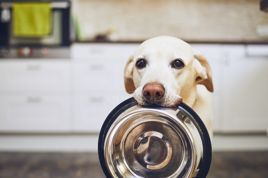 犬が『お腹すいている時』によくする仕草や行動３選