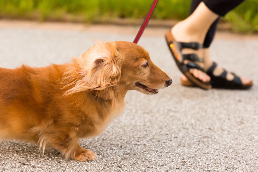 室内犬にも散歩はさせるべき！起こりうるリスクと3つのメリット