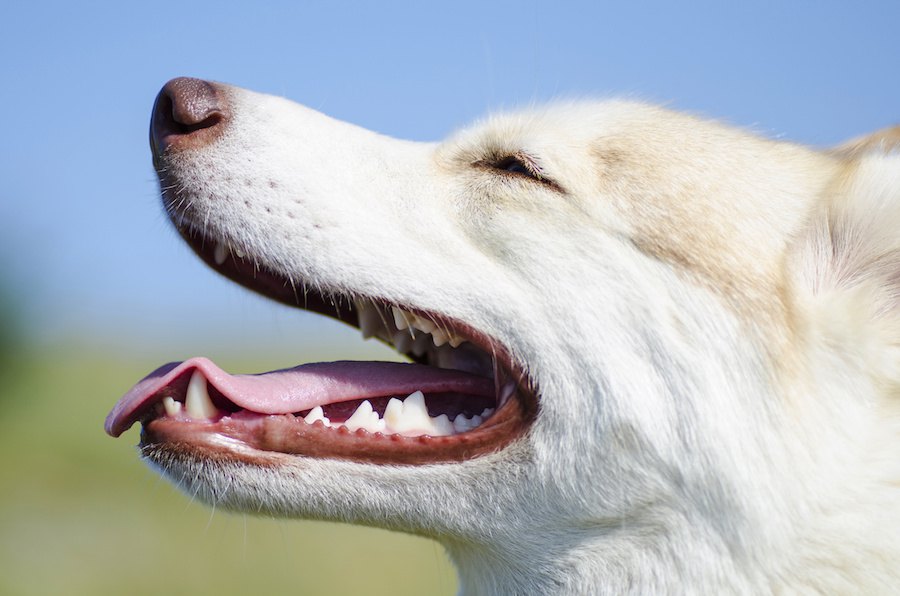 犬の歯並びが悪いけど大丈夫？健康への影響と噛み合わせについて解説
