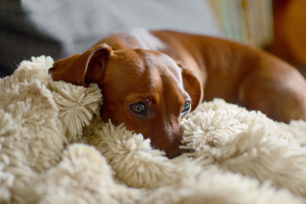 犬が『冬にかかりやすい病気・怪我』5選！リスクを減らすための対策は？