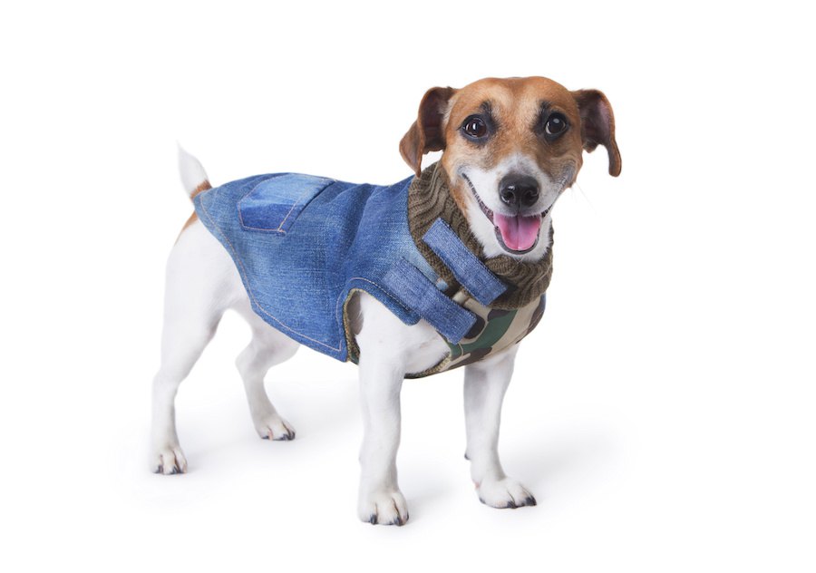 犬が服を嫌がるのはなぜ？慣らせる方法や着せるコツをご紹介します！