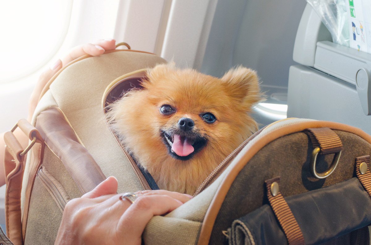 犬の『トラベルマナー』5選！一緒に旅行するための最低限のルール