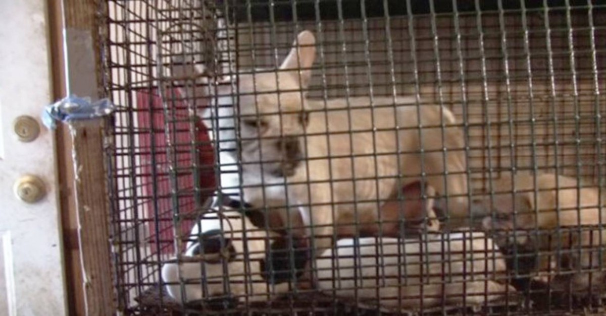 子犬工場を検挙！警察、保健所と動物愛護団体が協力し約３００匹を救出！