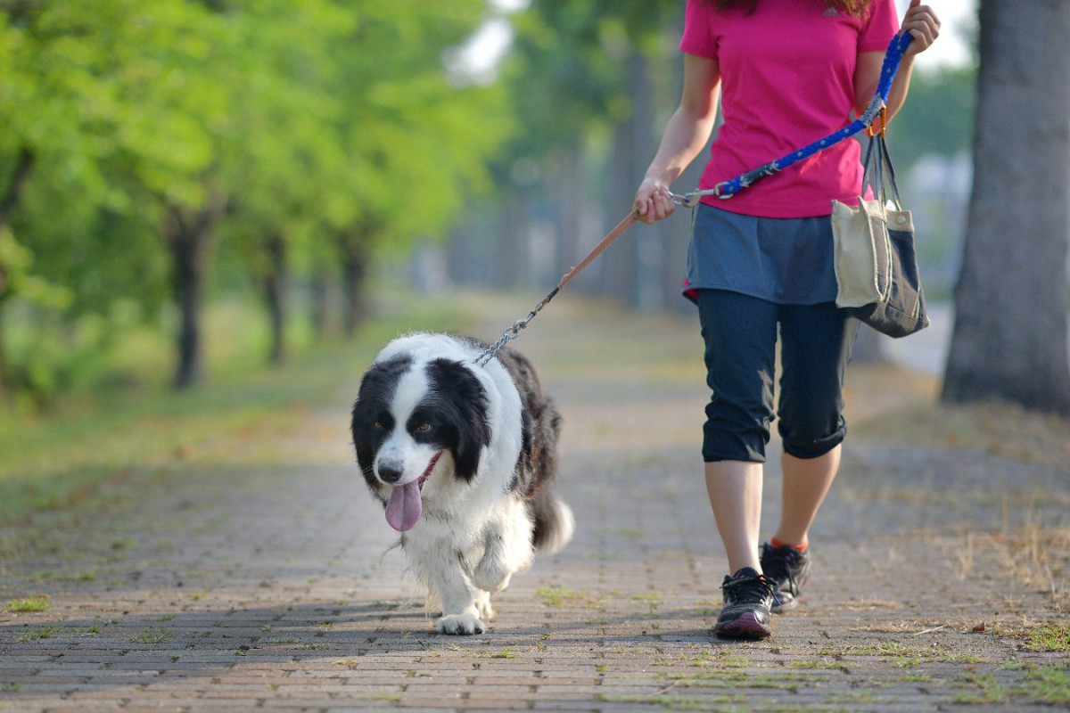犬にとってあまり良くない『散歩の習慣』5選！おすすめの散歩法は？