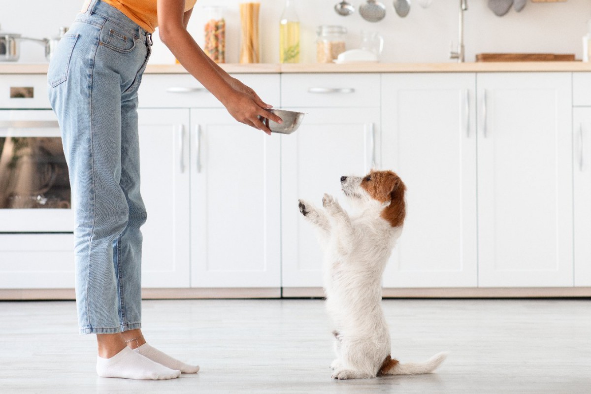 犬がご飯を目の前に興奮している時、やってはいけないNG行為4つ！ストレスを与えてしまうダメ行動とは？
