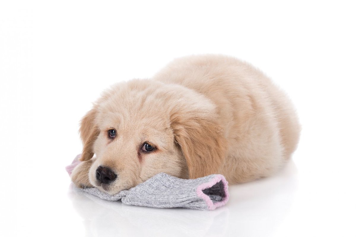 犬が『靴下』を好んで嗅ぐのはなぜ？　その理由に「嬉しいやら悲しいやら…」「複雑な気持ち」
