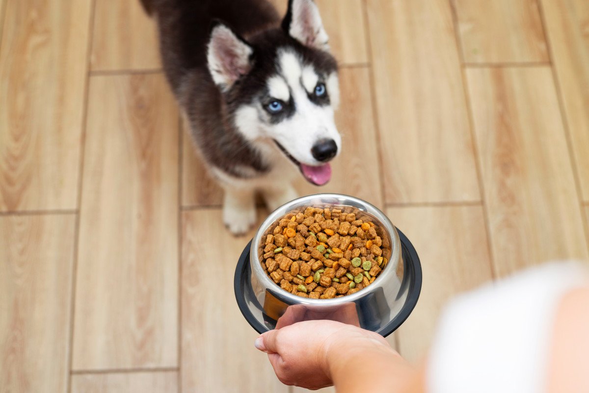 犬の食欲が異常！過食症の原因とやるべき予防策を解説