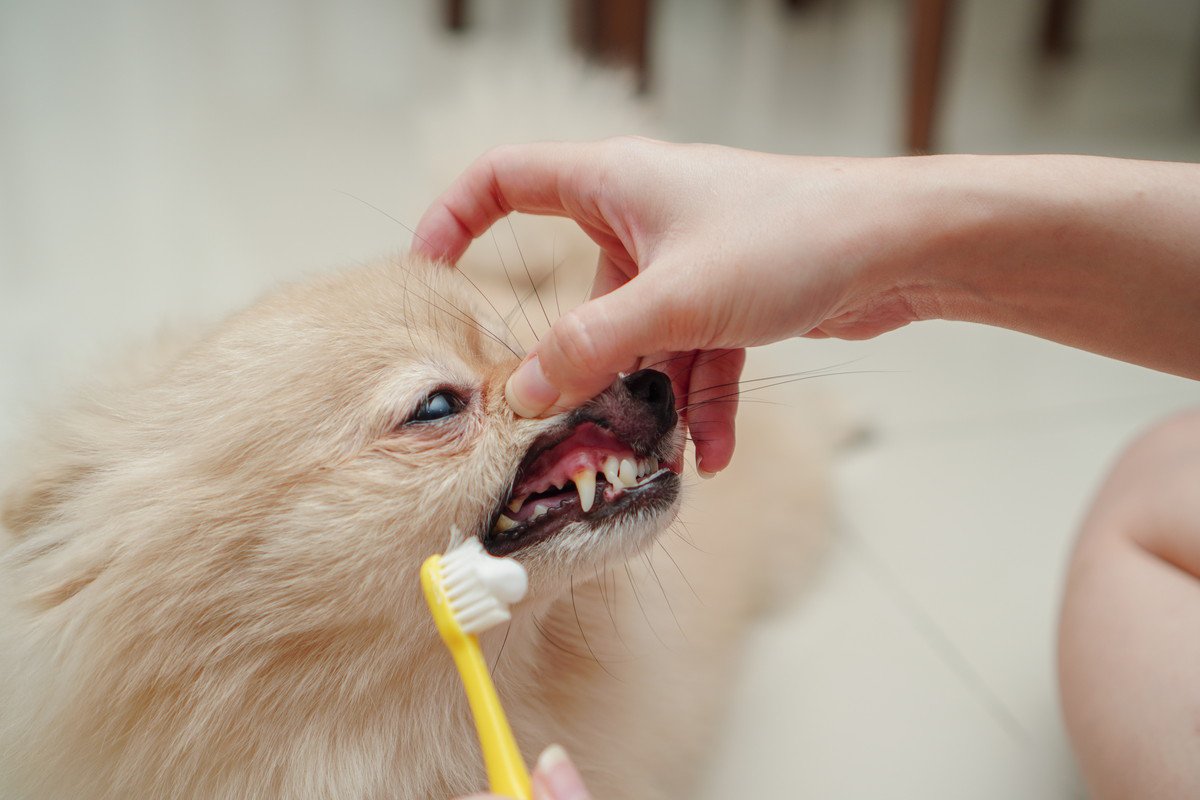 犬の歯磨きをし過ぎるとどうなる？3つのリスクと正しい頻度や歯磨き方法