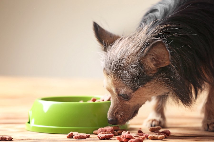 どうしよう！犬がご飯を食べてくれない５つの理由と対処法