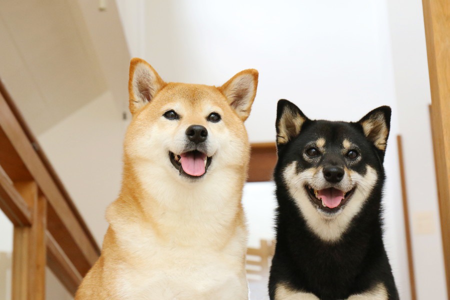 日本犬は認知症になりやすい？理由とやりたい対策