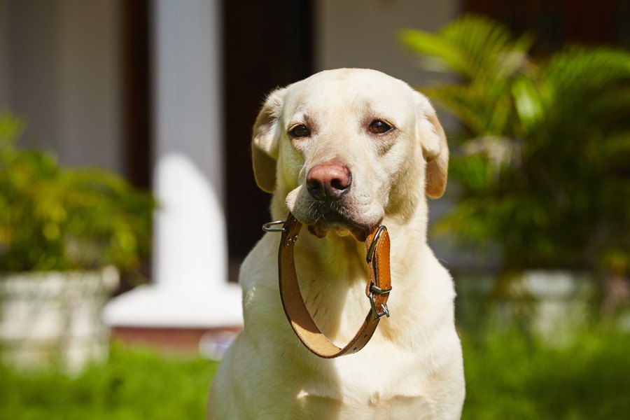 犬の首輪のおしゃれで人気のおすすめランキングTOP10！その選び方と注意点
