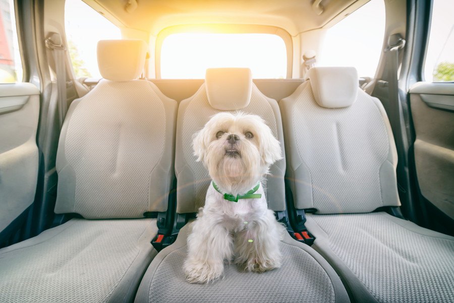 犬を車内に残す危険は夏だけでなく1年を通じてNG