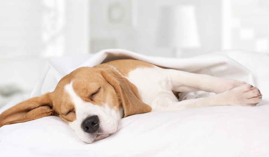 愛犬が寝るときも首輪はつけっぱなしにするべき？