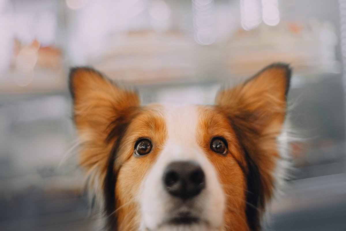 犬が耳をピンと立てて固まる理由４選！心理や意味を解説