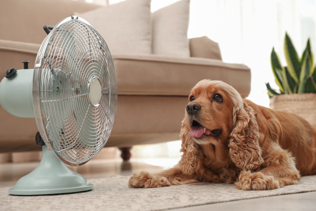 犬が死ぬ可能性も…『夏の絶対NG行為』4選！必ずすべき暑さ対策の正しい方法とは？