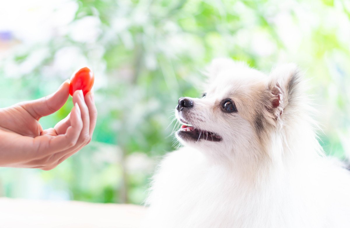 犬の体にいい『6つの食材』普段の食事にプラスしたい気になる栄養素とは？