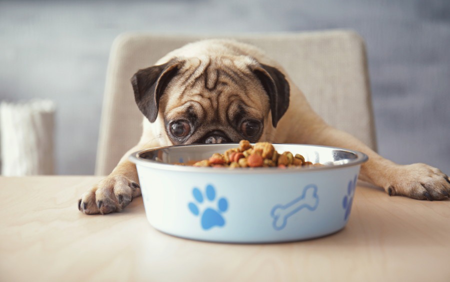 犬がご飯を好き嫌いする４つの理由