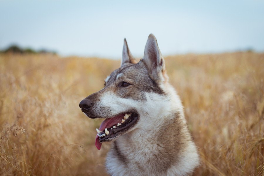 古代の犬のDNA分析からわかった犬の起源の一端『1万1千年前の犬には多様性があった』