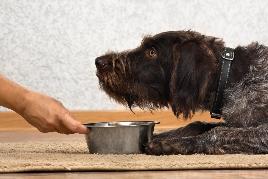 犬の餌入れおすすめ人気15選！ステンレス製から陶器製やスタンド付きまで