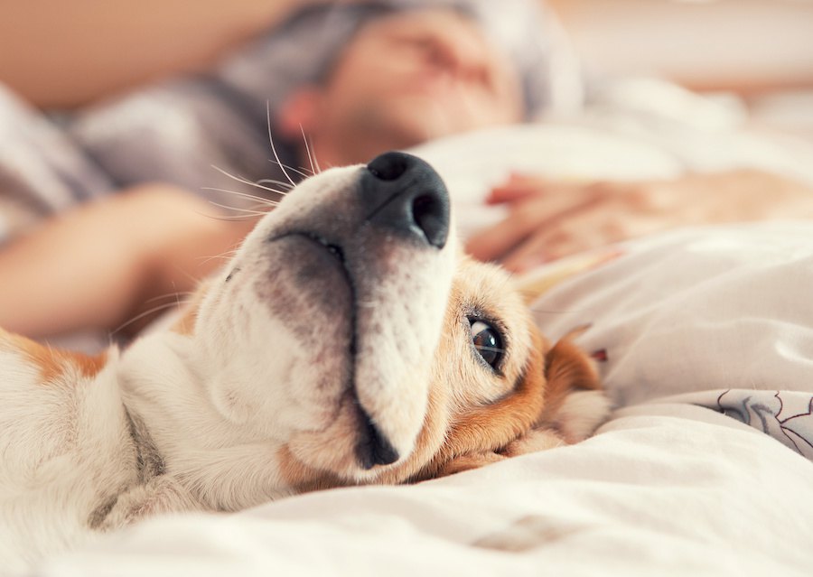 犬と一緒に寝るべきではないと言われる理由４つ！実際みんなはどうしているの？