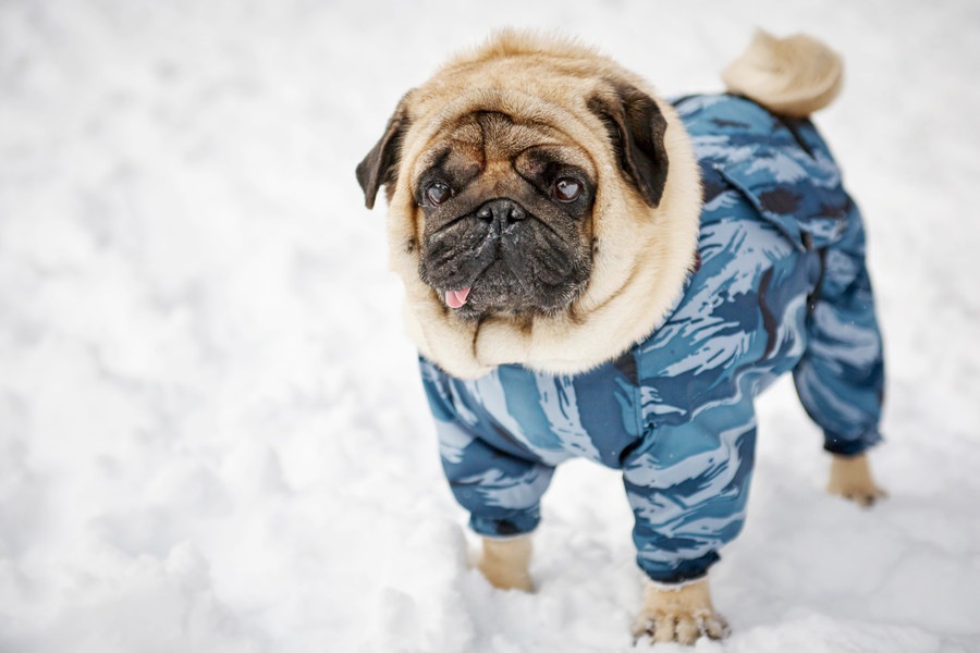 犬と雪のある散歩コースを歩くときに注意したい３つのこと