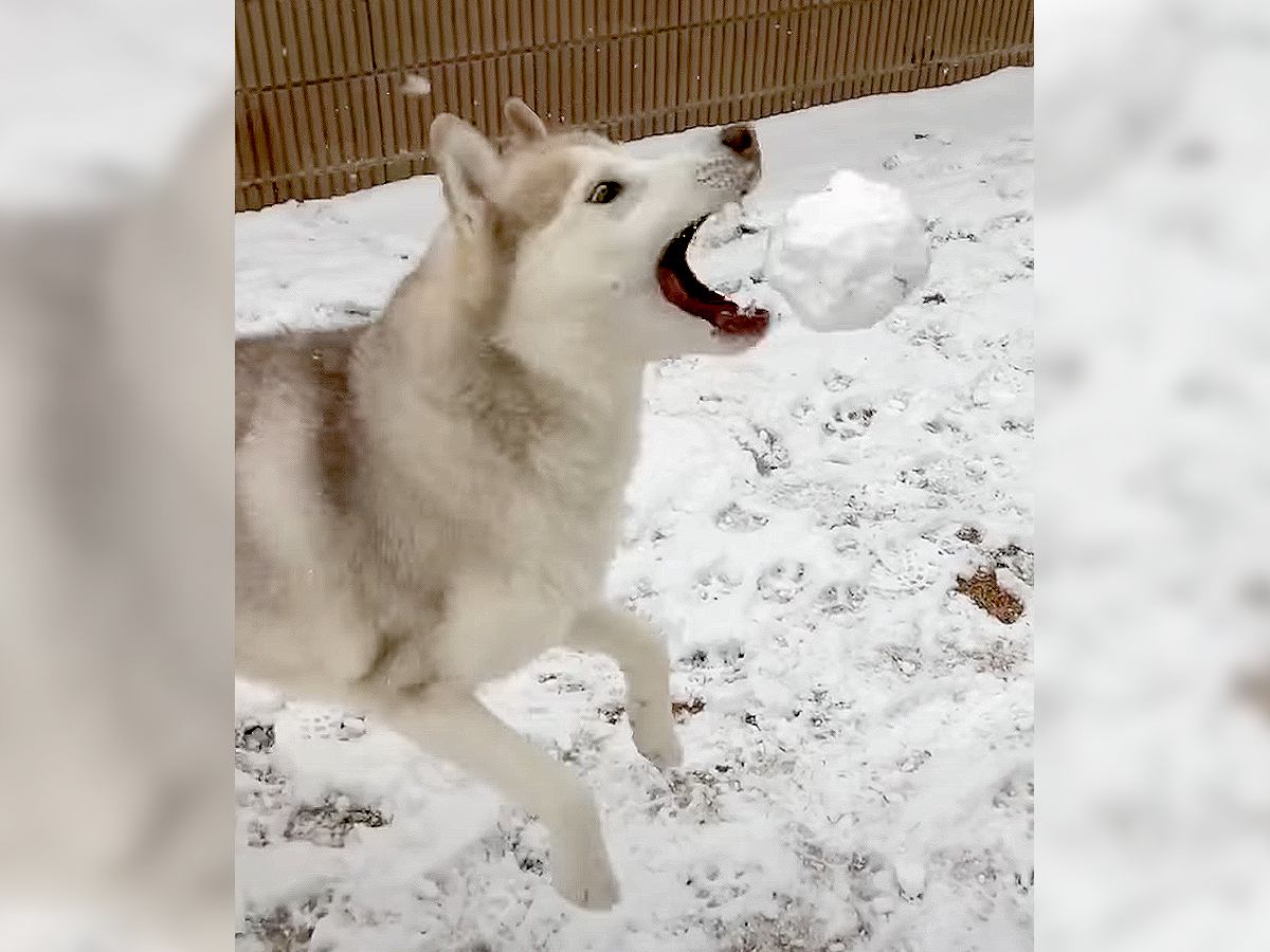 ハスキー犬が『雪玉あそび』していただけなのに…可愛くも切ない結末が15万2000再生「めちゃくちゃ楽しそう」「冬満喫してる」の声
