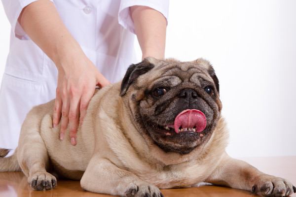 犬の肩こりの原因とは？症状や適切なマッサージ方法をご紹介