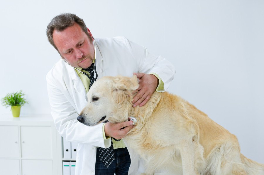 犬の胸水（膿胸）とは？原因や症状、治療法から予防法まで