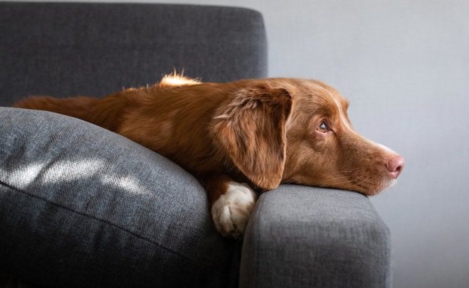 犬が飼い主のことを『鬱陶しい』と感じている時の仕草５つ