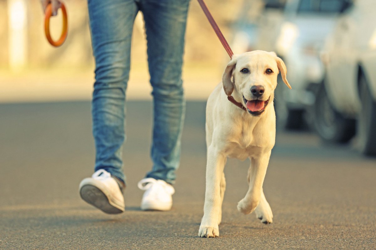 犬の散歩を適当にしてはいけない！４つのリスクと意識すべきこと