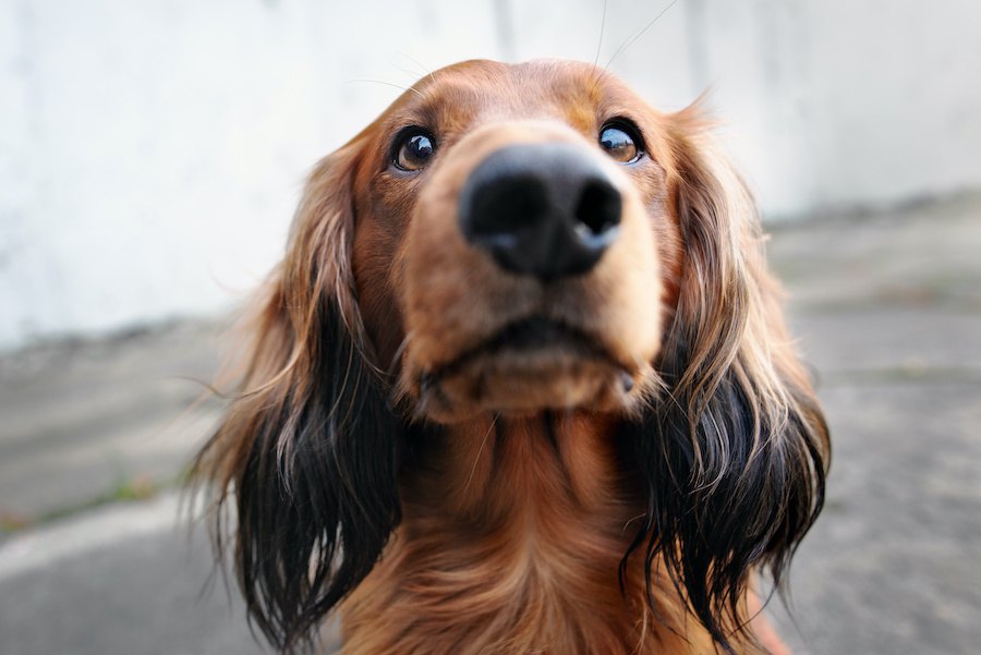 犬が鼻をヒクヒクさせる時の心理５つ！必死に嗅ぐのにはワケがある？