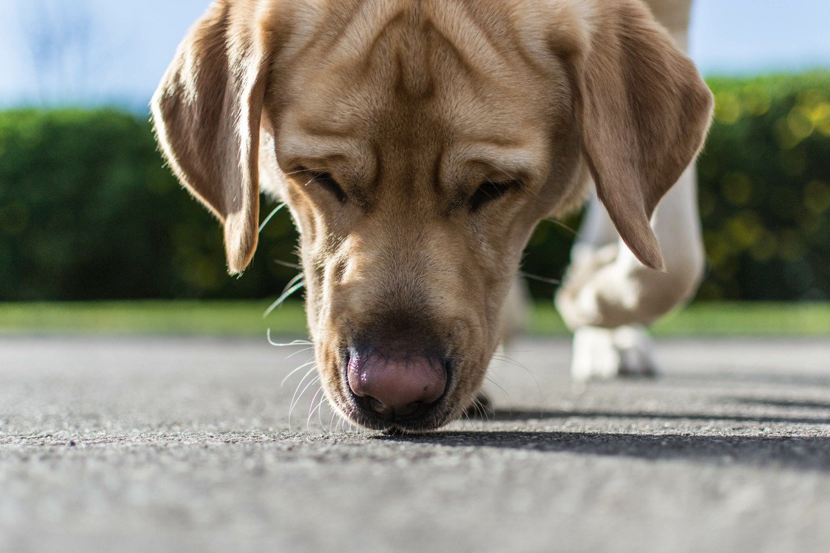 犬が散歩の時によくする行動4つ！それぞれの心理や意味とは？