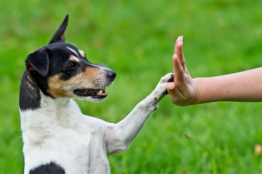 犬の「ターゲットトレーニング」のやり方と教えるメリット