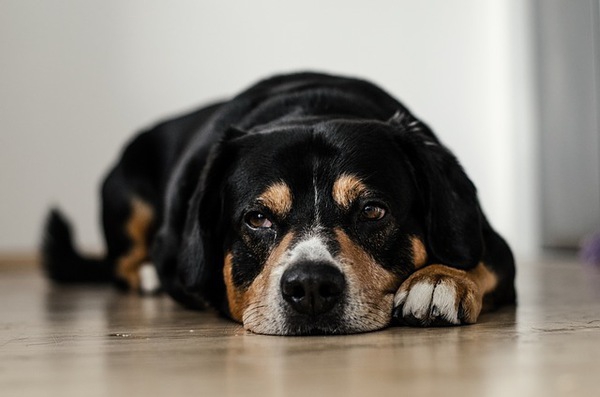 犬の分離不安による行動とは？治し方とトレーニング方法を解説
