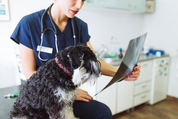 犬のレントゲン費用や保険について　体への影響や検査で分かることなど