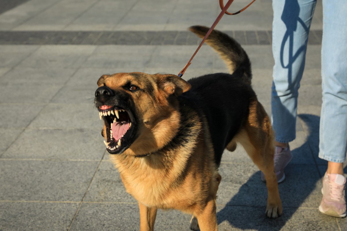 犬に『吠えられやすい人』に共通する3つの特徴！その原因と改善方法