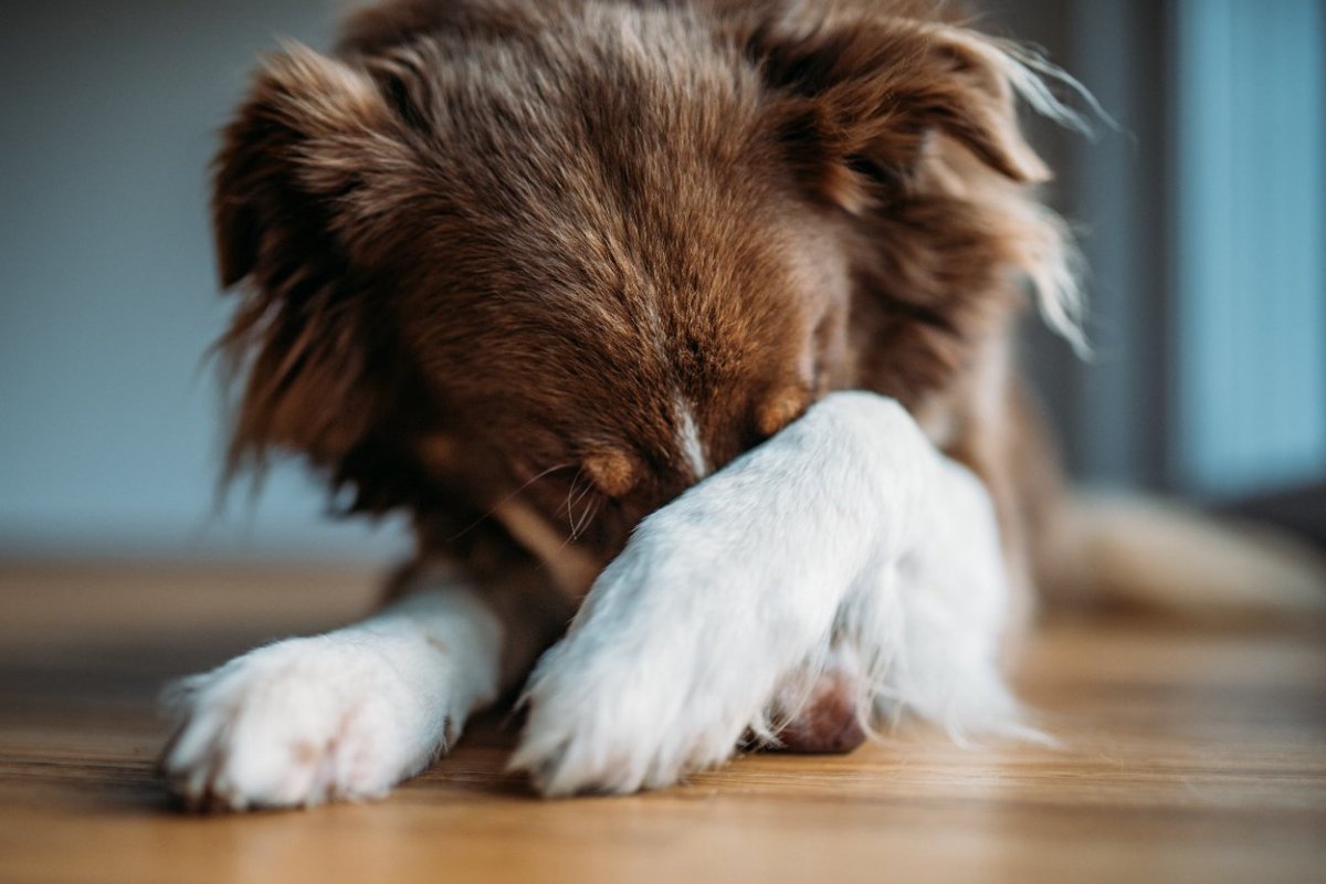 『犬が大嫌いなもの』ランキングワースト3！その理由とストレスを与えないための環境づくりとは？
