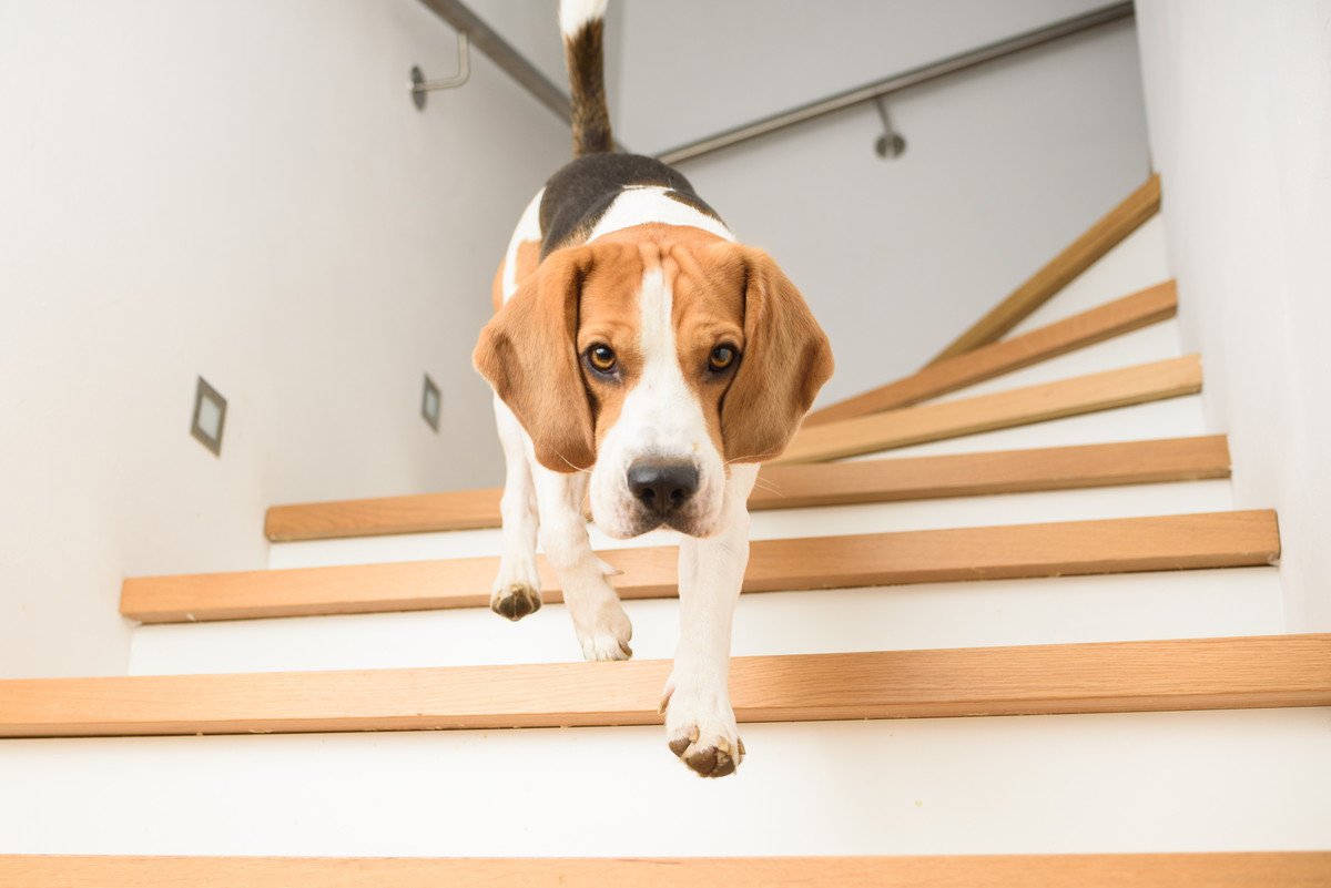 犬の「階段の上り下り」が危険な理由4選！