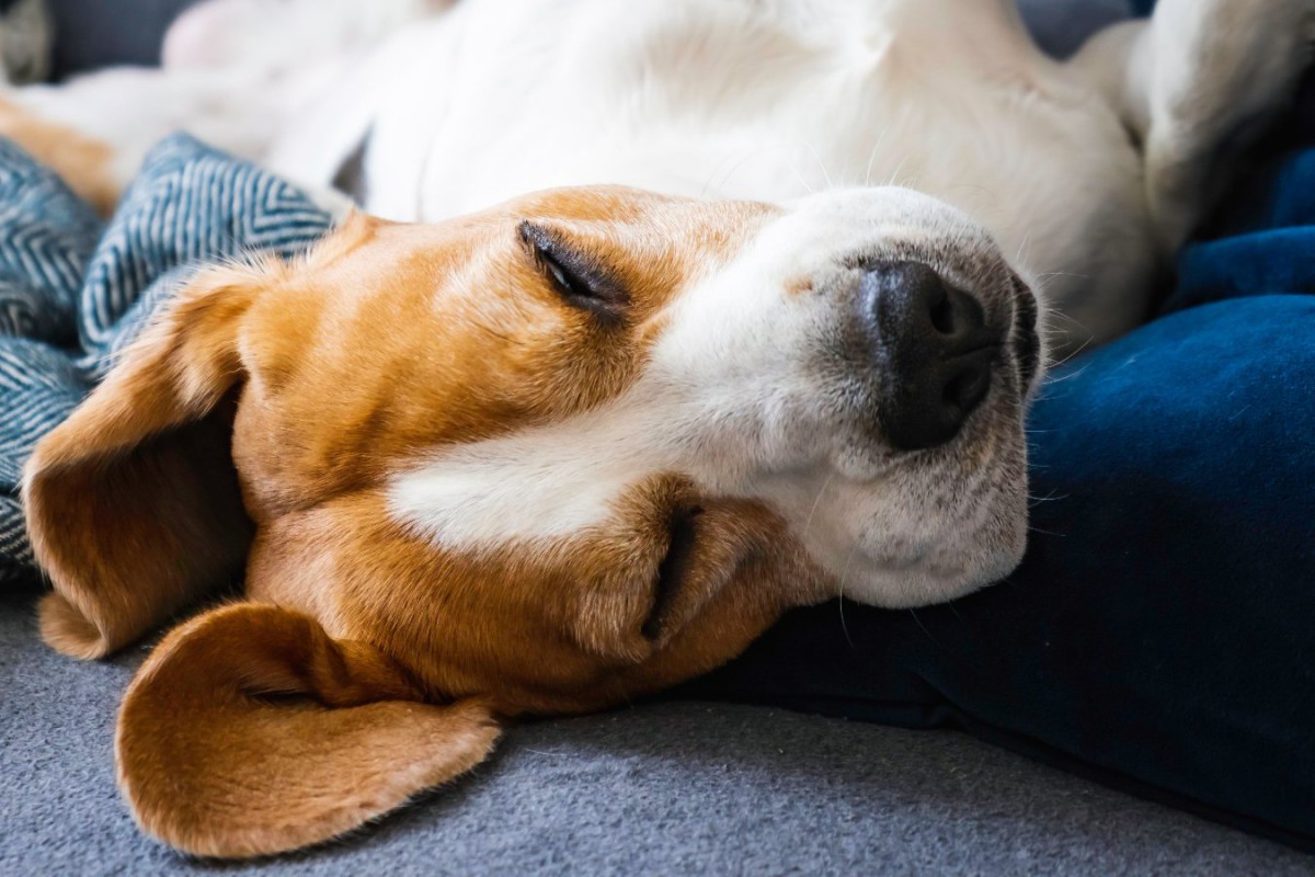 超危険な「犬のいびき」4つの特徴 放置すべきではないサインと対処法