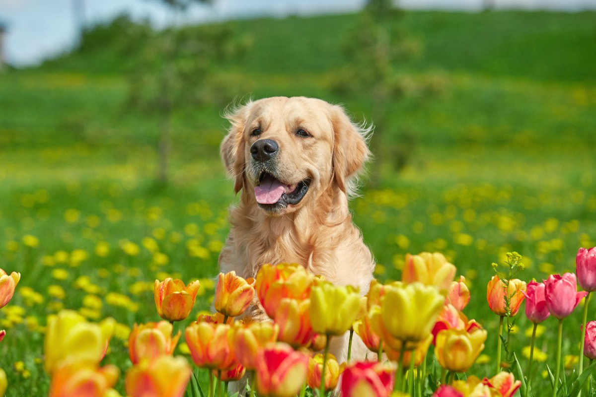 犬にとって危険な『春の花』5選！お部屋に花を飾るときも要注意