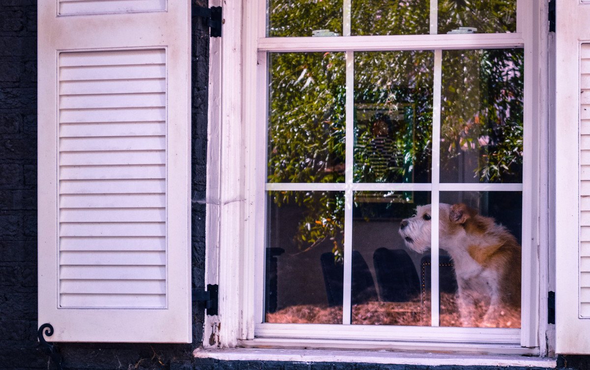 犬が『窓の外に向かって吠える』５つの心理！やめさせる方法は？