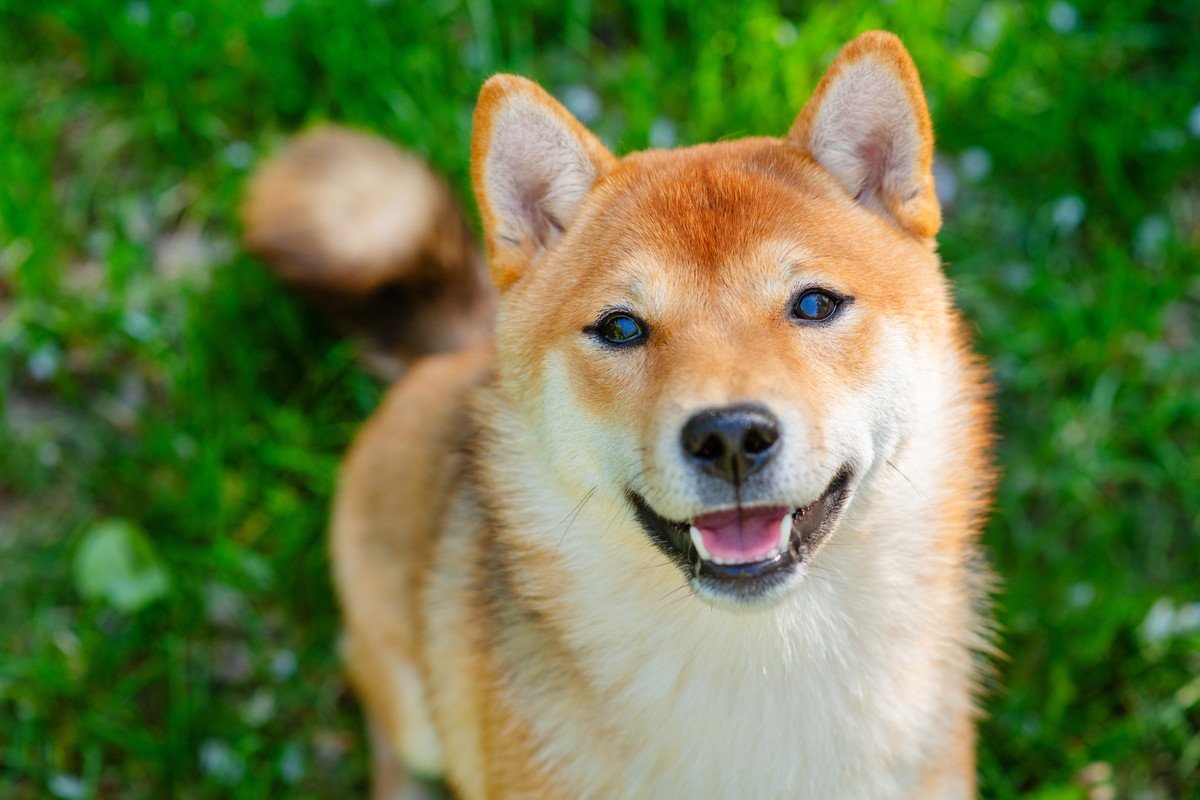 犬は『表情』で意思表示をするの？表情別で読み取れる5つの心理とは？